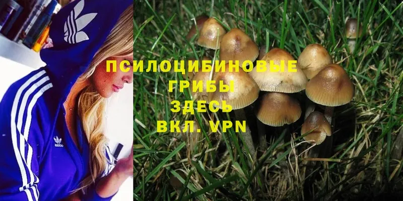 хочу наркоту  это официальный сайт  Псилоцибиновые грибы MAGIC MUSHROOMS  Зима 